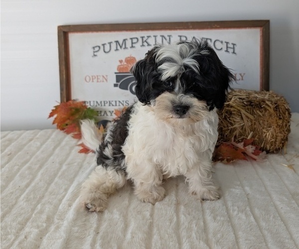 Medium Photo #87 ShihPoo Puppy For Sale in GOSHEN, IN, USA