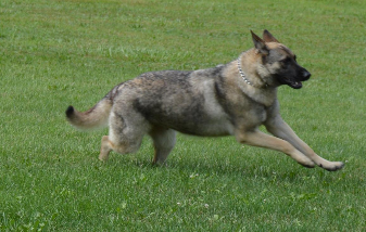 Medium Photo #1 German Shepherd Dog Puppy For Sale in DEERFIELD, OH, USA