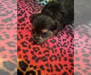 Yorkshire Terrier Puppy for sale in CLIFFWOOD, NJ, USA