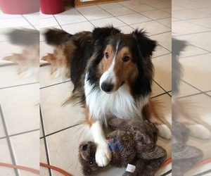 Father of the Shetland Sheepdog puppies born on 05/22/2023