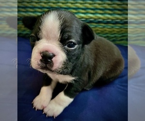 Boston Terrier Puppy for sale in WEBB CITY, MO, USA