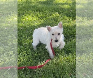 West Highland White Terrier Puppy for sale in CANOGA, NY, USA