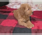 Small #26 Goldendoodle