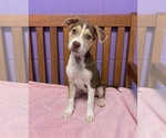 Small Siberian Husky Mix