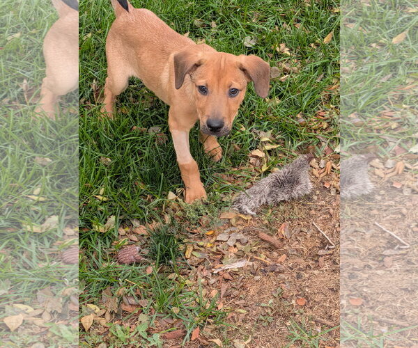 Medium Photo #1 Labrador Retriever-Unknown Mix Puppy For Sale in Aurora, CO, USA