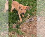 Benzo #1 - Male Labrador Retriever-Unknown Mix Dog for Adoption - Small photo
