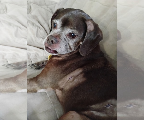 Medium Photo #3 Box-a-Pug Puppy For Sale in Burnsville, MN, USA