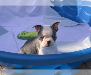 Boston Terrier Puppy for sale in GLADEWATER, TX, USA