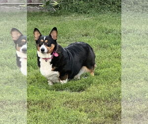 Pembroke Welsh Corgi Dogs for adoption in St. Louis Park, MN, USA