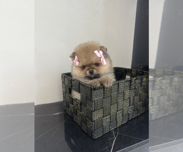 Medium Photo #1 Pomeranian Puppy For Sale in EL PASO, TX, USA