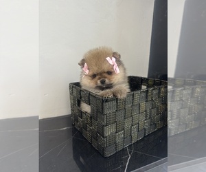 Pomeranian Puppy for sale in EL PASO, TX, USA