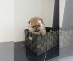 Small Pomeranian