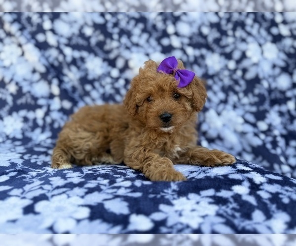 Medium Photo #6 Cavapoo (Miniature) Puppy For Sale in LAKELAND, FL, USA