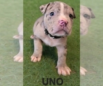 Small Photo #10 American Bully Puppy For Sale in KISSIMMEE, FL, USA