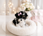Small Yorkshire Terrier