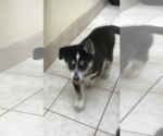 Small Photo #2 Siberian Husky Puppy For Sale in WASHBURN, WI, USA