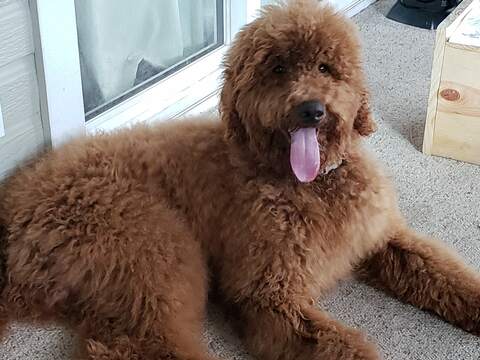 Medium Photo #1 Labradoodle Puppy For Sale in CO SPGS, CO, USA