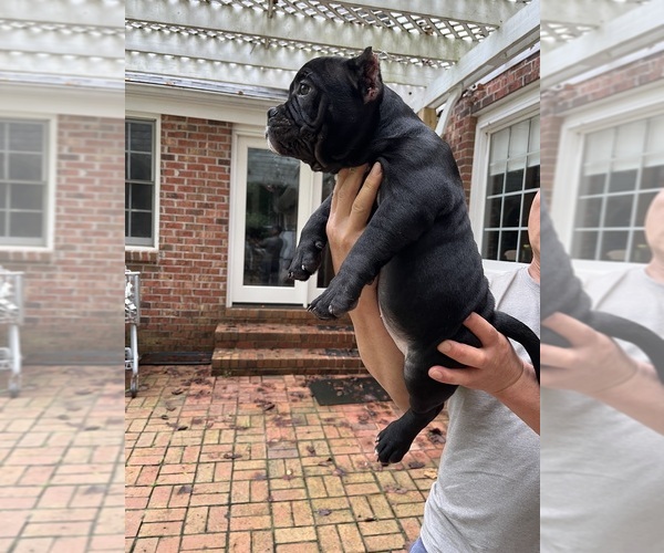 Medium Photo #6 American Bully Puppy For Sale in CLEVELAND, NC, USA
