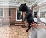 Small #5 American Bully