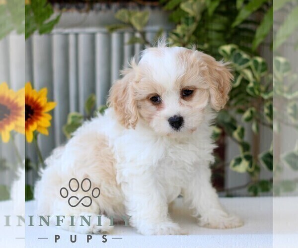 Medium Photo #4 Cavachon Puppy For Sale in GORDONVILLE, PA, USA
