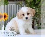 Small #3 Cavachon