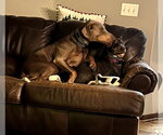 Small #6 Doberman Pinscher