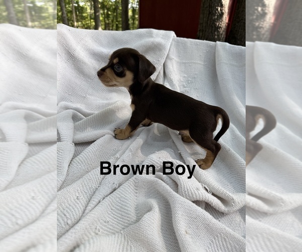 Medium Photo #4 Doxie-Pin Puppy For Sale in NEW FLORENCE, MO, USA