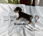 Small #3 Doxie-Pin