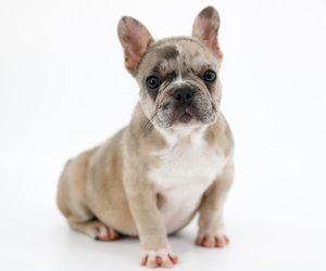 French Bulldog Puppy for sale in ORLANDO, FL, USA