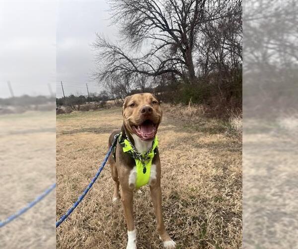 Medium Photo #2 Catahoula Leopard Dog-Unknown Mix Puppy For Sale in Plano, TX, USA