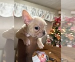Small #5 French Bulldog