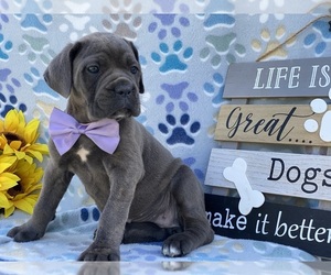 Cane Corso Puppy for sale in LANCASTER, PA, USA