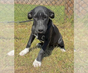Labrador Retriever-Unknown Mix Dogs for adoption in Tarrytown, GA, USA