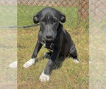 Ailey - Female Labrador Retriever-Unknown Mix Dog for Adoption - Small photo