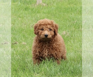 Poodle (Miniature) Puppy for sale in FREDERICKSBURG, OH, USA