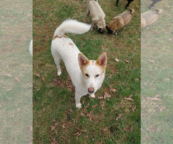 Medium Photo #5 Collie-Unknown Mix Puppy For Sale in Garden City, NY, USA