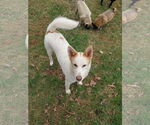 Small #4 Collie Mix