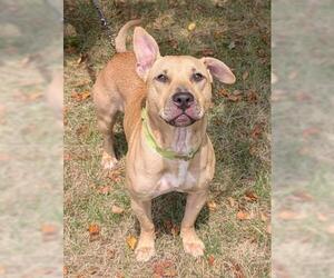 American Pit Bull Terrier-Unknown Mix Dogs for adoption in Akron, OH, USA