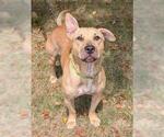 Small American Pit Bull Terrier Mix