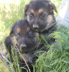 German Shepherd Dog Puppy for sale in SILVER SPRINGS, NV, USA