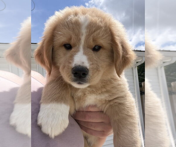 Medium Photo #2 Labrador Retriever-Unknown Mix Puppy For Sale in Aurora, IN, USA