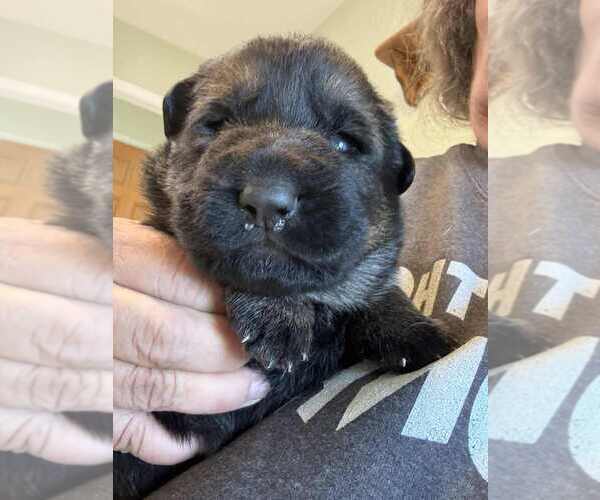 Medium Photo #1 German Shepherd Dog Puppy For Sale in NEWVILLE, PA, USA