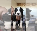 Puppy Bear Border-Aussie