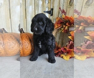 Goldendoodle Puppy for sale in GRANDVIEW, TX, USA
