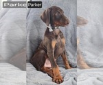 Small #3 Doberman Pinscher