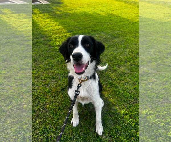 Medium Photo #1 Border Collie-Unknown Mix Puppy For Sale in Paso Robles, CA, USA