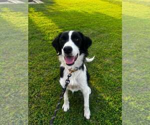 Border Collie-Unknown Mix Dogs for adoption in Paso Robles, CA, USA