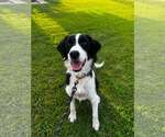 Small Border Collie Mix