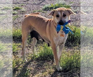 Shiba Inu-Unknown Mix Dogs for adoption in Chandler, AZ, USA