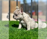 Small #15 French Bulldog
